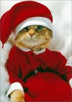 santa-cat.jpg